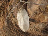 Epiphora bauhiniae
